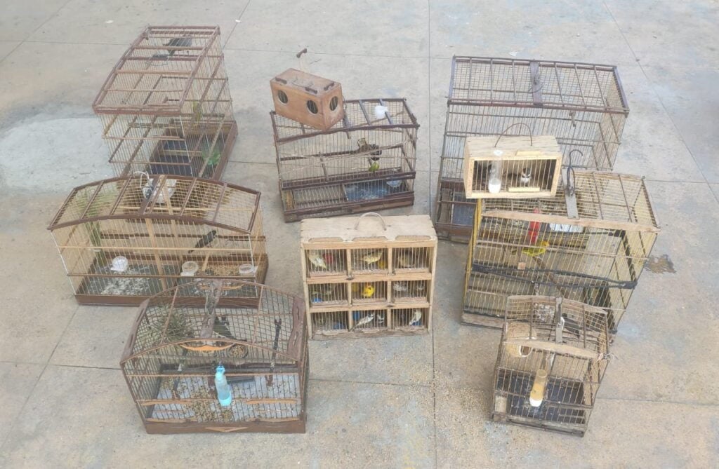 Dupla é presa por manter passarinhos em cativeiro Dupla é presa por manter passarinhos em cativeiro