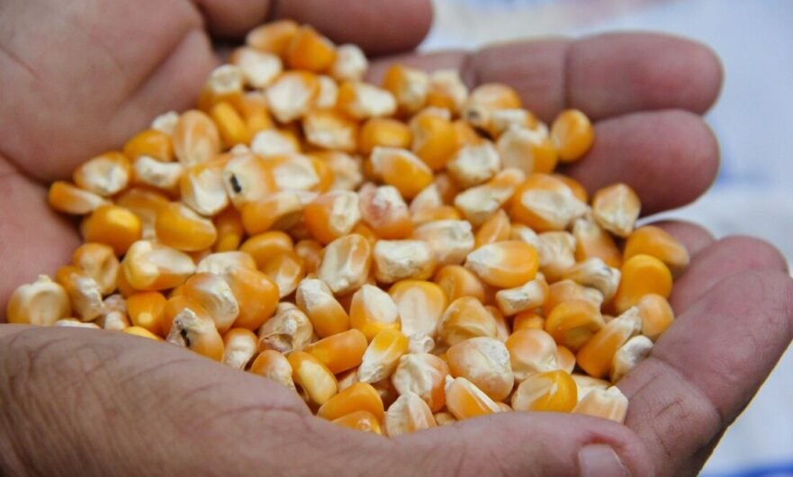 Agricultores do Sertão pernambucano já podem consultar se têm direito ao Garantia-Safra 2021/2022