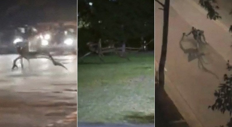 “Criatura misteriosa” é flagrada e assusta moradores na Bahia. Veja o vídeo