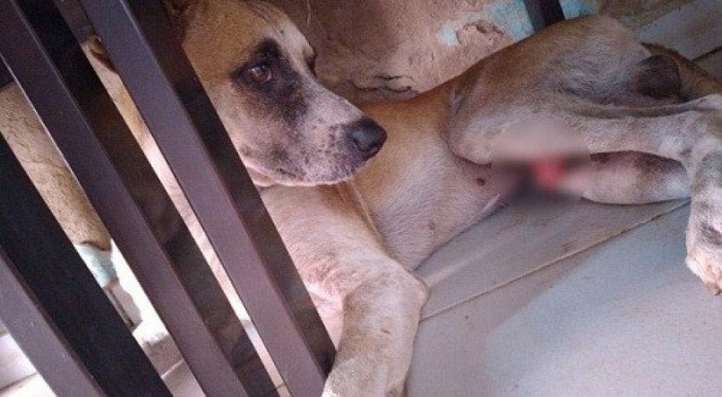 Cachorro tem pele do pênis arrancada e tutora denuncia maus-tratos em Petrolina, PE