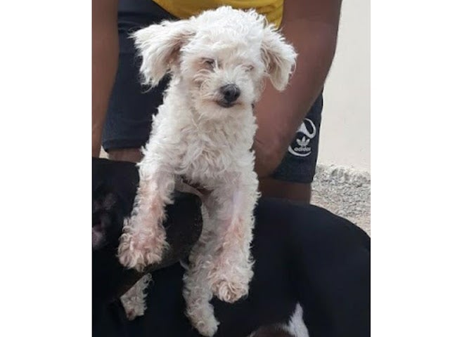 Dona oferece recompensa para recuperar cadela perdida em Petrolândia (PE)