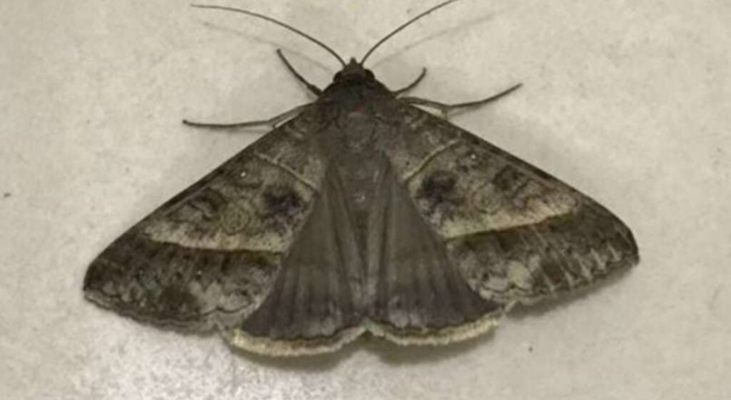 Funcionários de hospital relatam ter visto imagem de Nossa Senhora em asas de mariposa no Agreste de Pernambuco