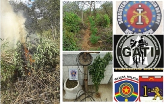 Mais de 90 mil pés de maconha são incinerados no Sertão de PE