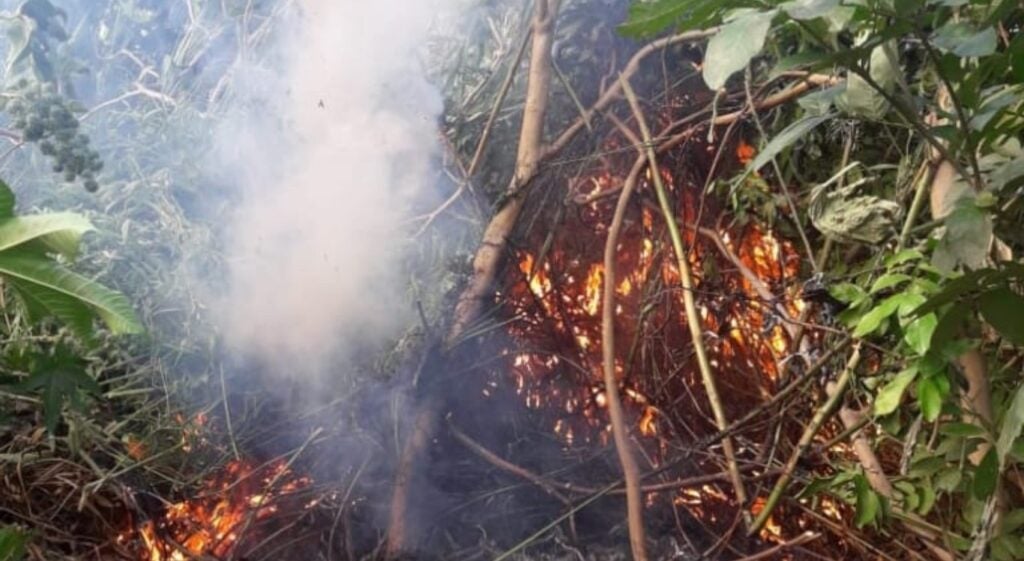 Polícia erradica 1.412 pés de maconha no Sertão de Pernambuco