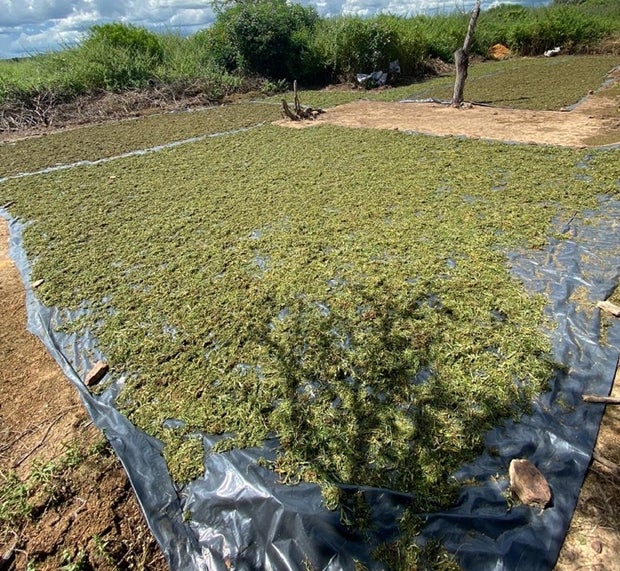 Operação erradica quase 6 mil pés de maconha na Zona rural de Dormentes (PE)