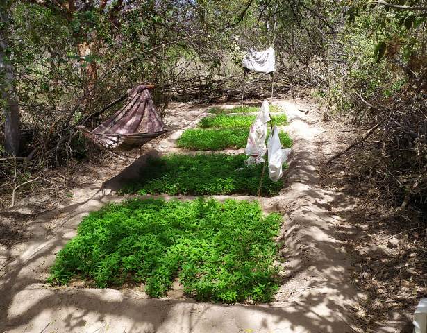 Policiais da 2ª CIPM localizam, erradicam plantio de maconha na zona rural de Cabrobó