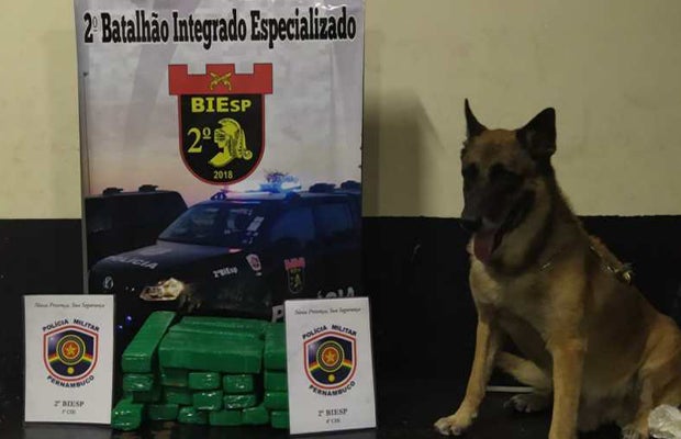 Polícia Militar aprende 18kg de maconha na Serra da Santa em Petrolina (PE)