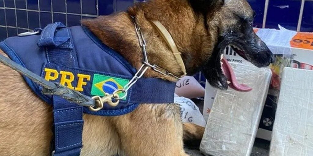 Cão farejador da PRF encontra cocaína em bagageiro de ônibus com destino a Bahia Cão farejador da PRF encontra cocaína em bagageiro de ônibus com destino a Bahia