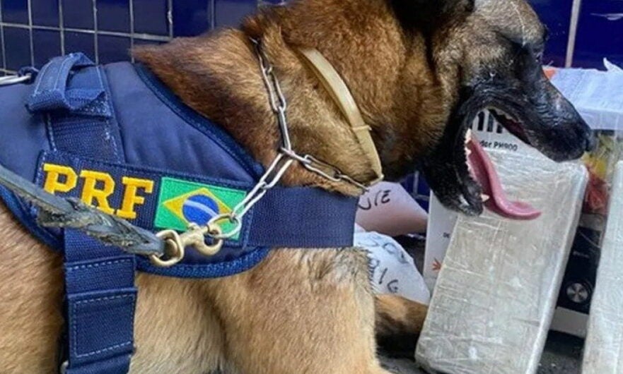 Cão farejador da PRF encontra cocaína em bagageiro de ônibus com destino a Bahia