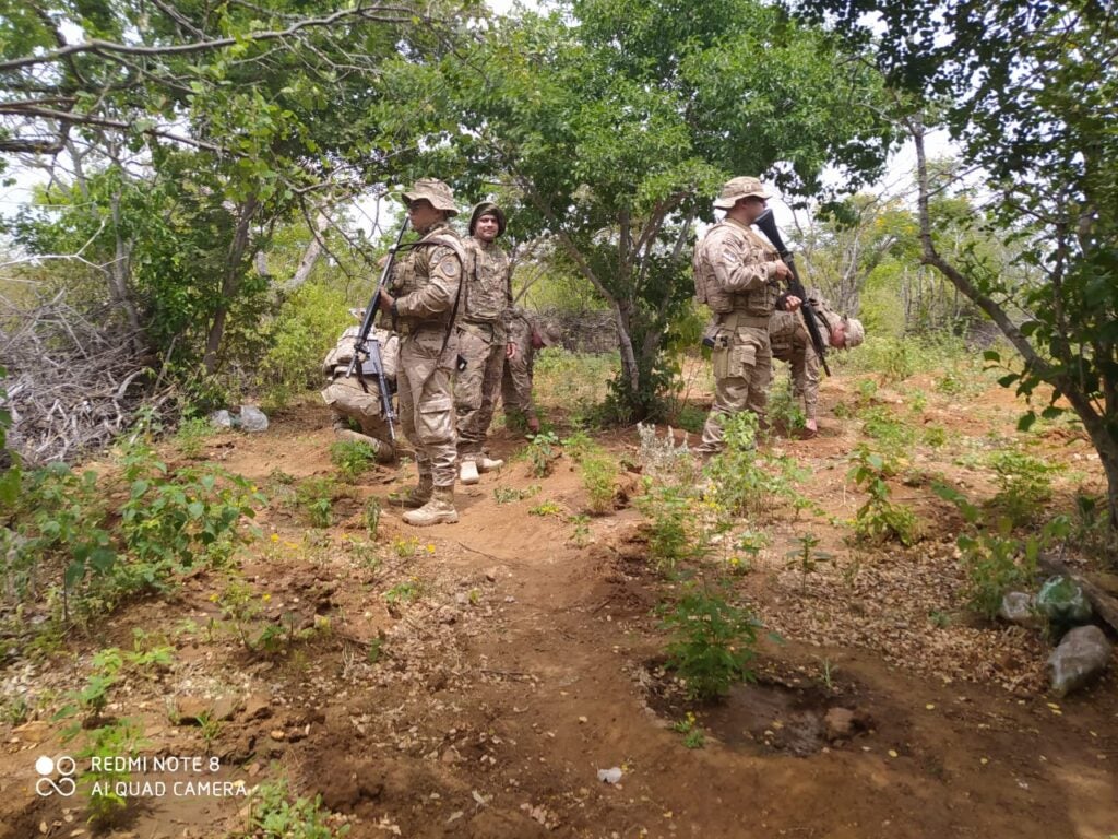 Mais uma plantação de maconha é erradicada, no Sertão de PE Mais uma plantação de maconha é erradicada, no Sertão de PE