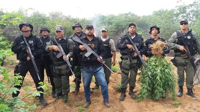 Efetivo da 7ª CIPM erradica plantio de maconha na zona rural de Santa Maria da Boa Vista-PE