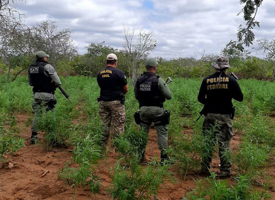 Policiais erradicam três roças de maconha no Sertão de Pernambuco
