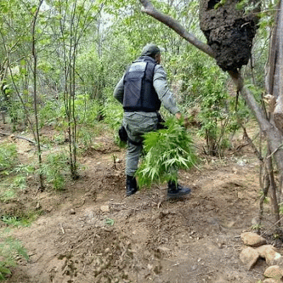 Policiais encontram e erradicam 5300 pés de maconha no Sertão de PE