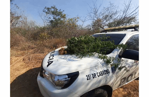 Sertão: Policiais erradicam mais de 13 mil pés de maconha na zona rural de Cabrobó