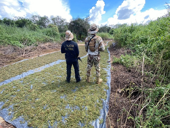 Operação da PF e PM erradica 5,8 mil pés de maconha no Sertão de Pernambuco