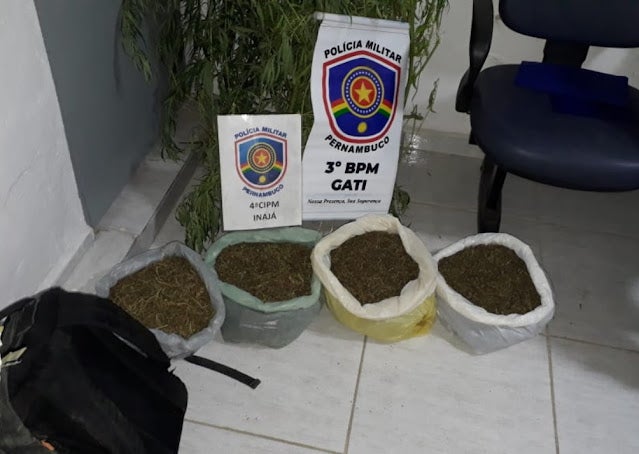Plantio de 4,7 mil pés de maconha é encontrado em Inajá, no Sertão de PE
