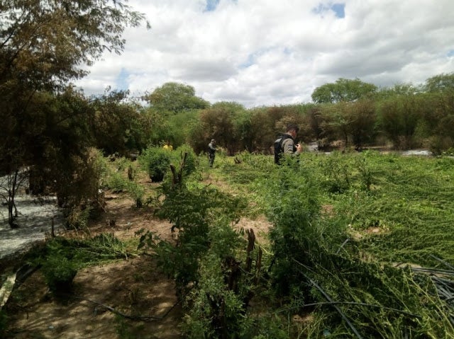 PM erradica plantio de maconha em Inajá, no Sertão de PE