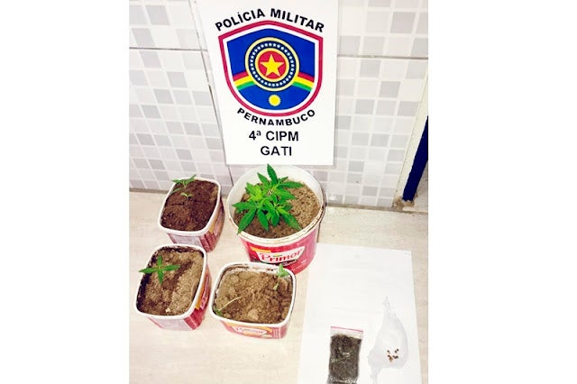 PM apreende três suspeitos por apreensão e cultivo de maconha em Jatobá, PE PM apreende três suspeitos por apreensão e cultivo de maconha em Jatobá, PE