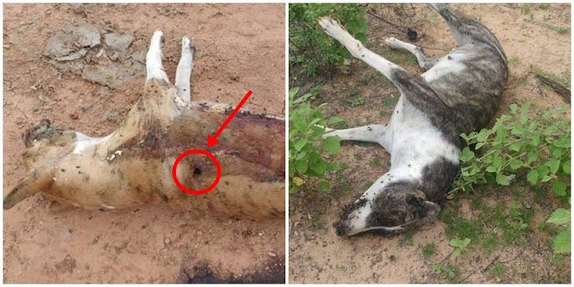 Crueldade: Cachorros são mortos a tiros na Zona Rural de Floresta (PE)