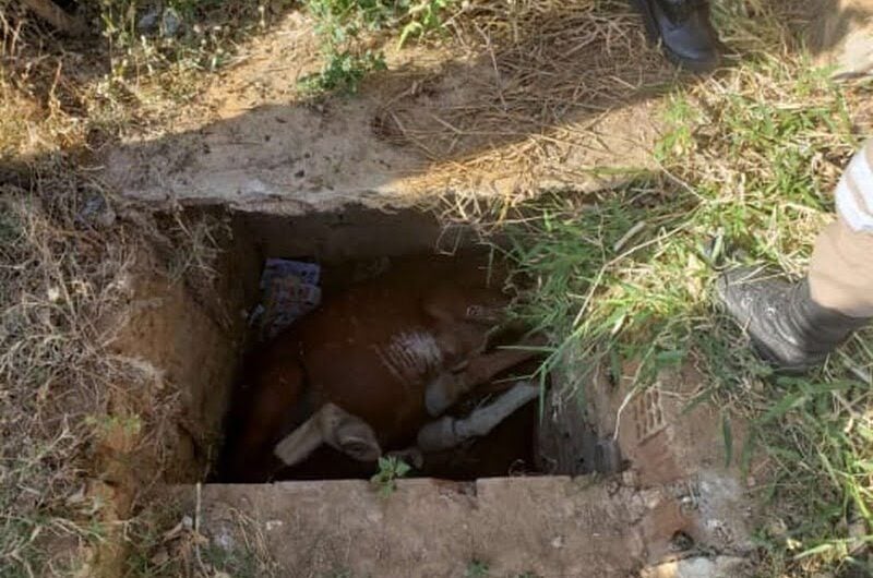 Bombeiros salvam cavalo que caiu em cisterna em Serra Talhada