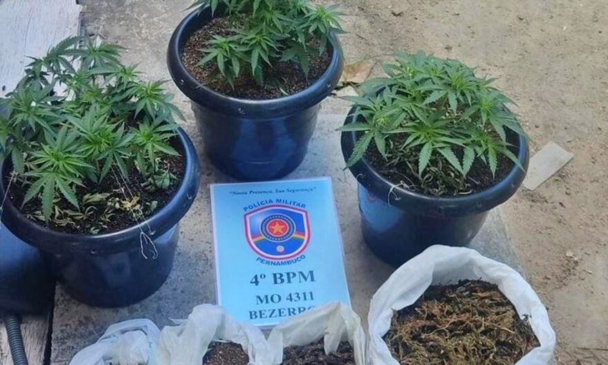 Bezerros: jovem é preso cultivando maconha em casa; ele disse que droga era para combater ‘insônia’