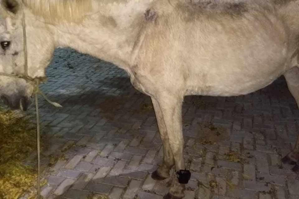 Cavalo com tornozeleira eletrônica é encontrado pela polícia em pasto Cavalo com tornozeleira eletrônica é encontrado pela polícia em pasto
