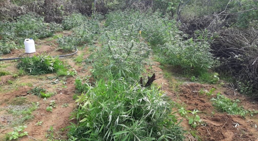 Polícia erradica 103 mil pés de maconha no Sertão de Pernambuco Polícia erradica 103 mil pés de maconha no Sertão de Pernambuco