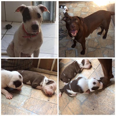 Classificados: Vende-se em Petrolândia, filhotes da raça Pit bull Classificados: Vende-se em Petrolândia, filhotes da raça Pit bull