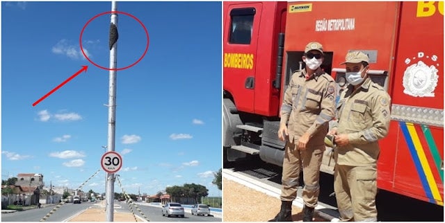 Corpo de Bombeiros é acionado para fazer a retirada de abelhas em poste na Orla Fluvial de Petrolândia, PE