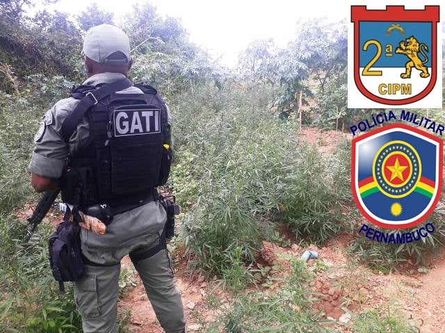 Policiais da 2ª CIPM em Operação conjunta com Policia Federal erradicam plantação de Maconha com mais de 3.500 pés