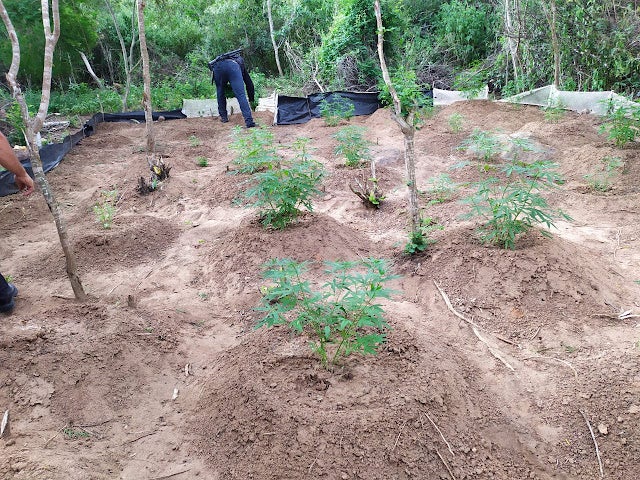 PM descobre plantio com mais de 300 pés de maconha na zona rural de Tacaratu, no Sertão de PE