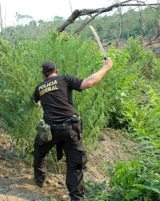 Polícia Federal destrói mais de 20 mil pés de maconha em Serra Talhada