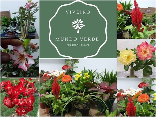 Viveiro Mundo Verde – Sua escolha em mudas de plantas de Petrolândia (PE)
