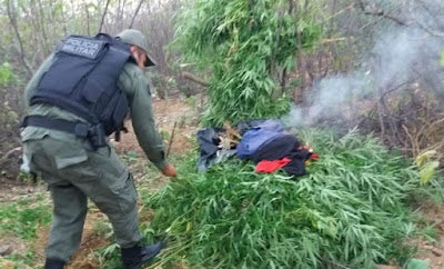 Operação erradica mais de 3 mil pés de maconha no Sertão de Pernambuco