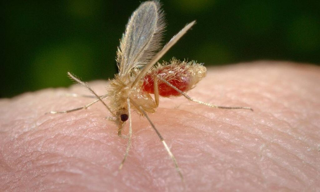 Nova doença semelhante à leishmaniose provoca 150 infecções em Sergipe