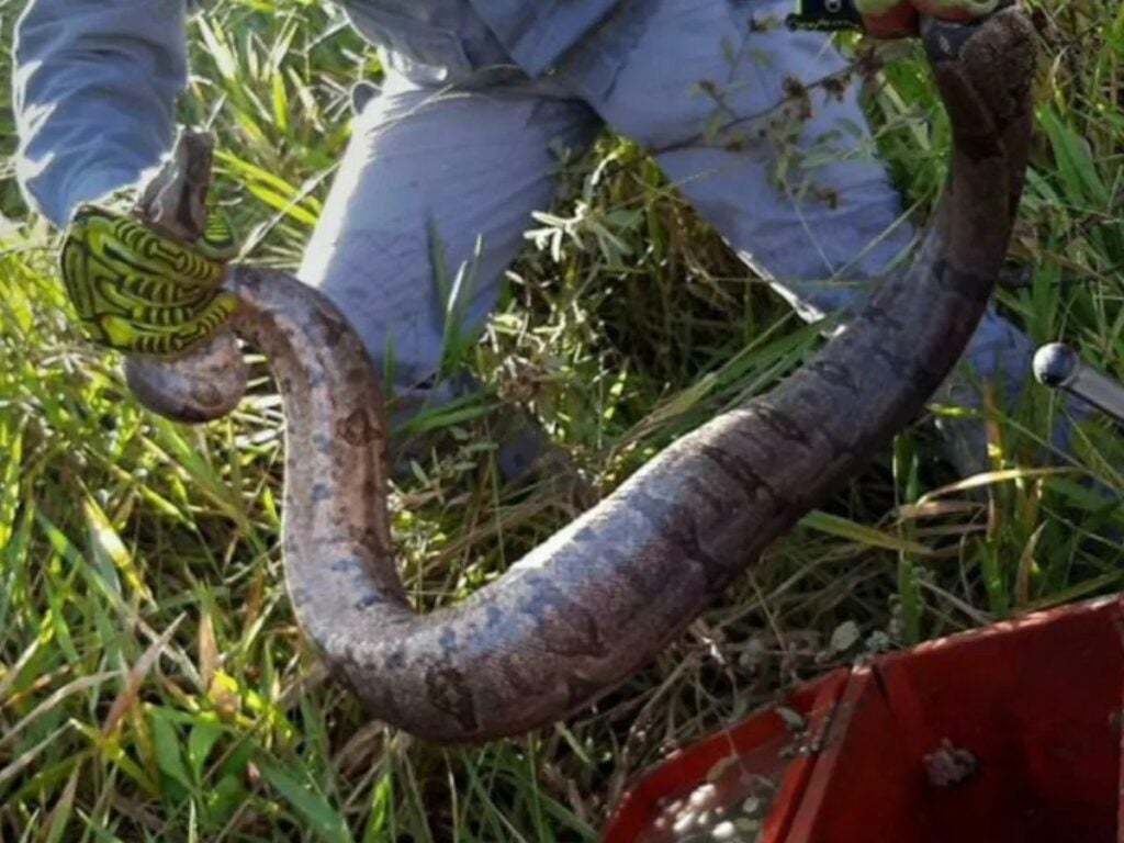 Bombeiros capturam jiboia de um metro e meio em veículo estacionado em via pública em Jatobá-PE
