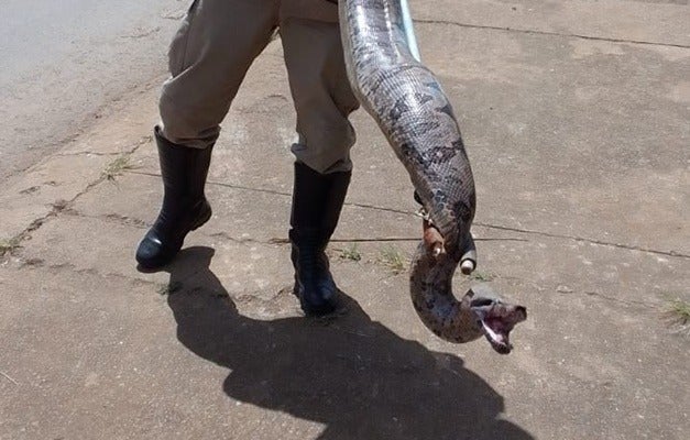 Bombeiros resgatam jibóia em Floresta, PE