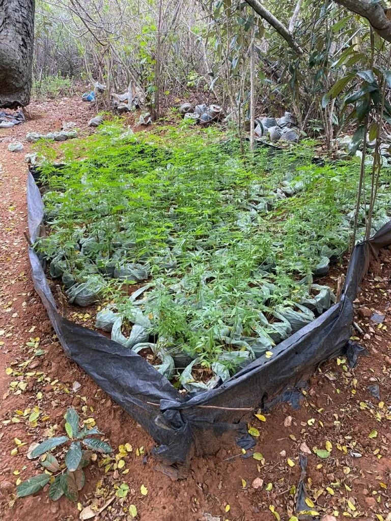 Operação Policial erradica mais de 10 mil pés de maconha em Carnaubeira da Penha Operação Policial erradica mais de 10 mil pés de maconha em Carnaubeira da Penha