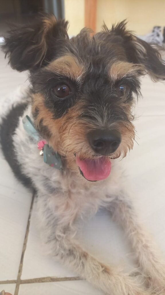 Tutora oferece recompensa por cadela desaparecida em Petrolândia (PE)