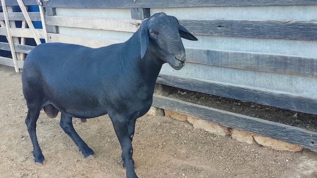 Criança de 4 anos morre após ser atingida por carneiro no Sertão de Pernambuco