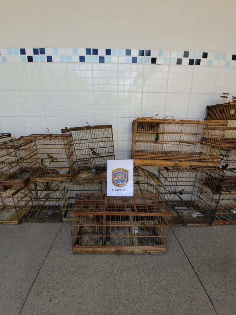 Homens são detidos por crime ambiental Homens são detidos por crime ambiental