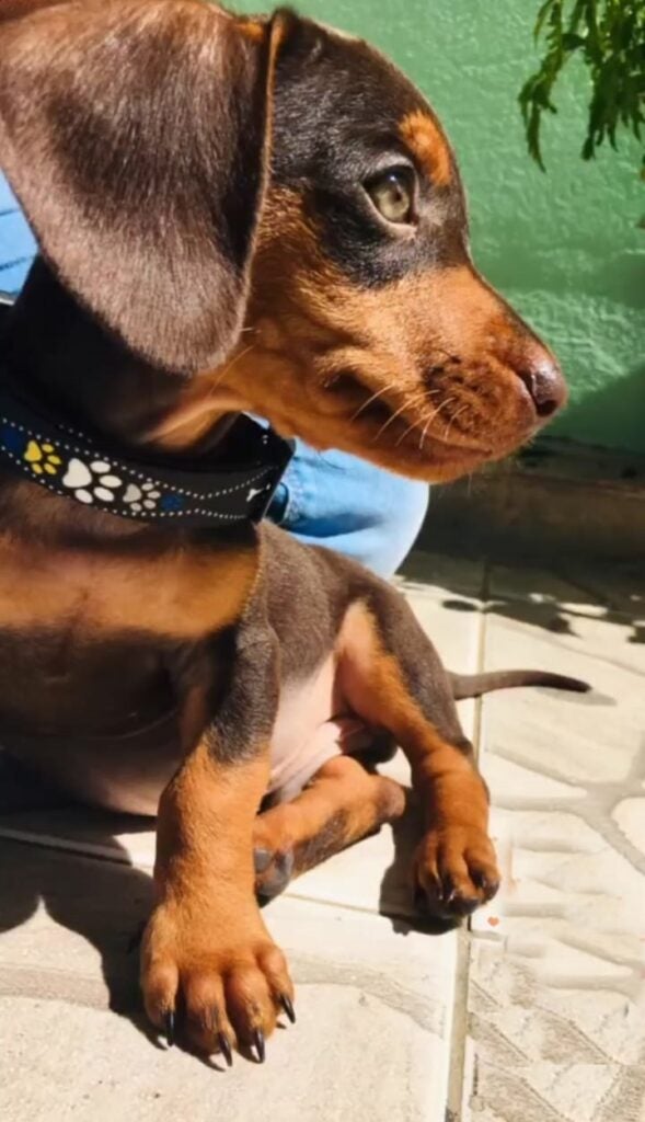 Petrolândia: Procura-se cãozinho desaparecido