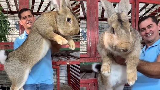 Homem aparece com coelho gigante no colo e agita web: ‘Dá até medo’; Assista
