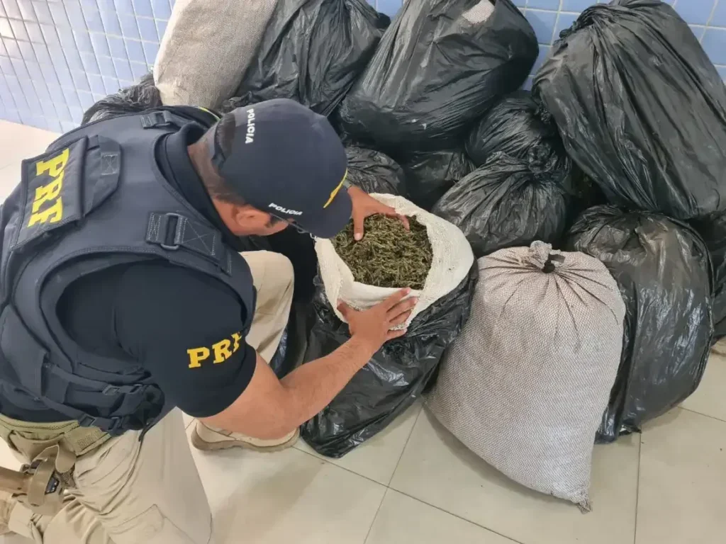 Polícia apreende 170 kg de maconha em Petrolina Polícia apreende 170 kg de maconha em Petrolina