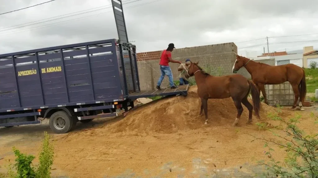PRF realiza operação de recolhimento de animais no Agreste e Sertão de Pernambuco