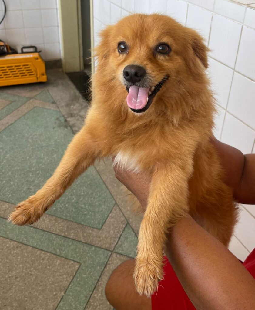 Cão desaparecido em Petrolândia-PE, é encontrado pelos bombeiros e abrigado no Posto Avançado na Orla Fluvial