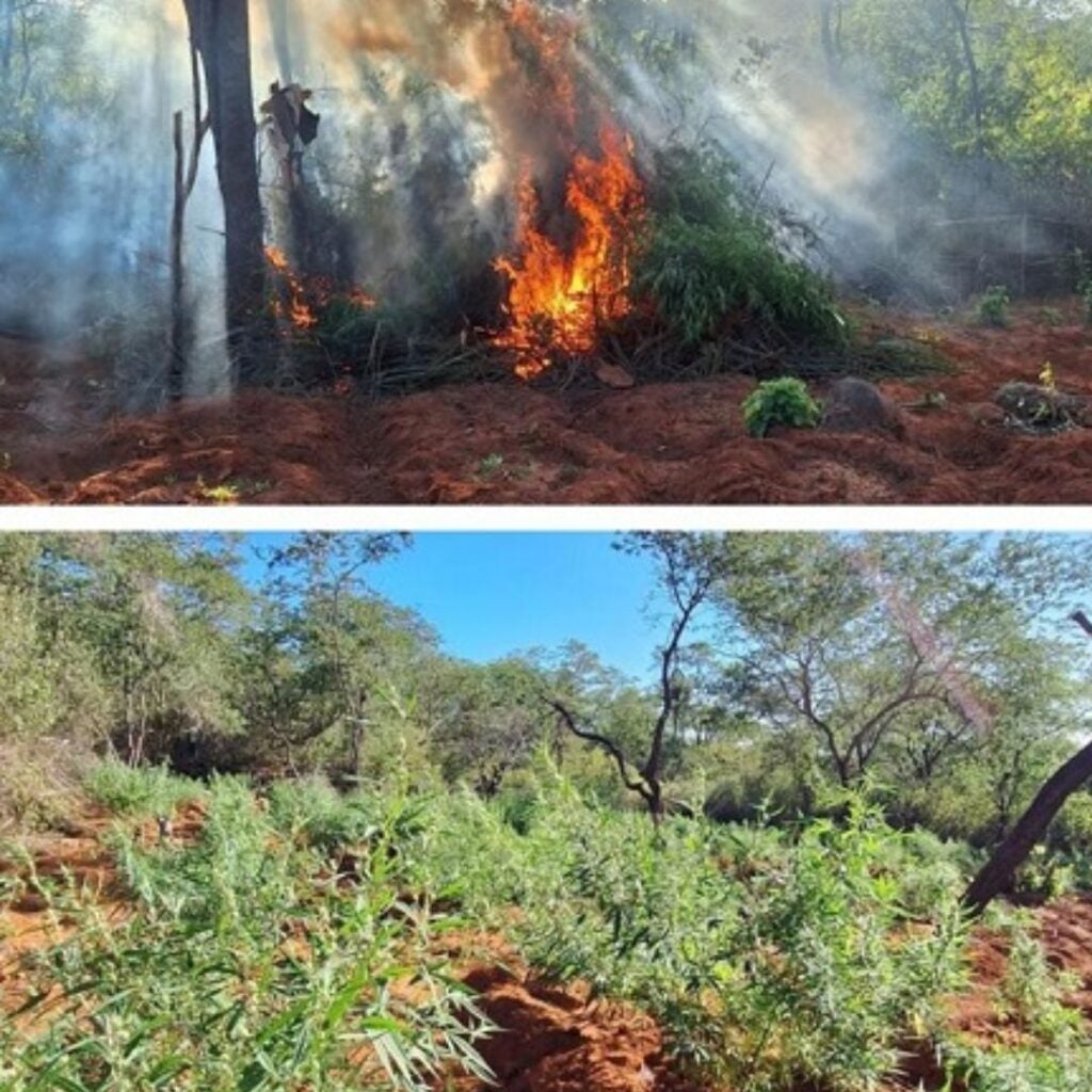 PM erradica 4.500 pés de maconha na zona rural de Carnaubeira da Penha-PE