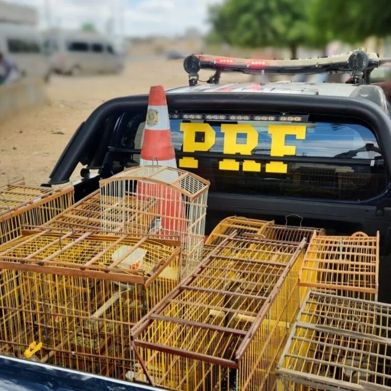 Aves silvestres em gaiolas são resgatadas pela PRF em Serra Talhada (PE) Aves silvestres em gaiolas são resgatadas pela PRF em Serra Talhada (PE)