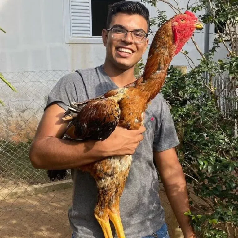Jovem transforma criação de galinhas gigantes em negócio promissor Jovem transforma criação de galinhas gigantes em negócio promissor