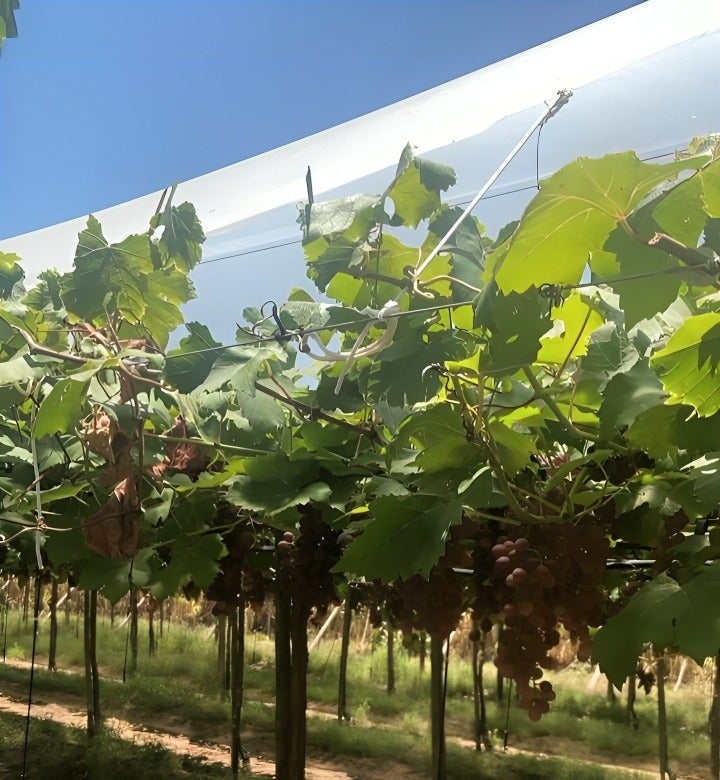 Projeto testa plasticultura para reduzir impacto das chuvas na viticultura do Semiárido